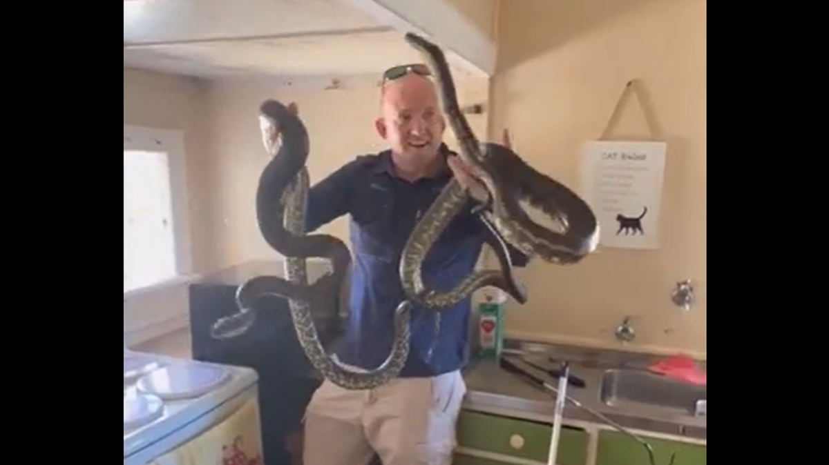The snake catcher picked up both pythons at once, allowing them to stay intertwined as he put them in a bag.