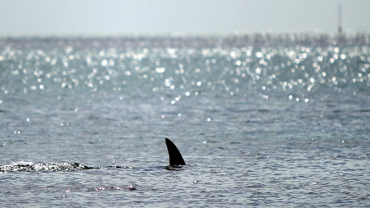 Shark