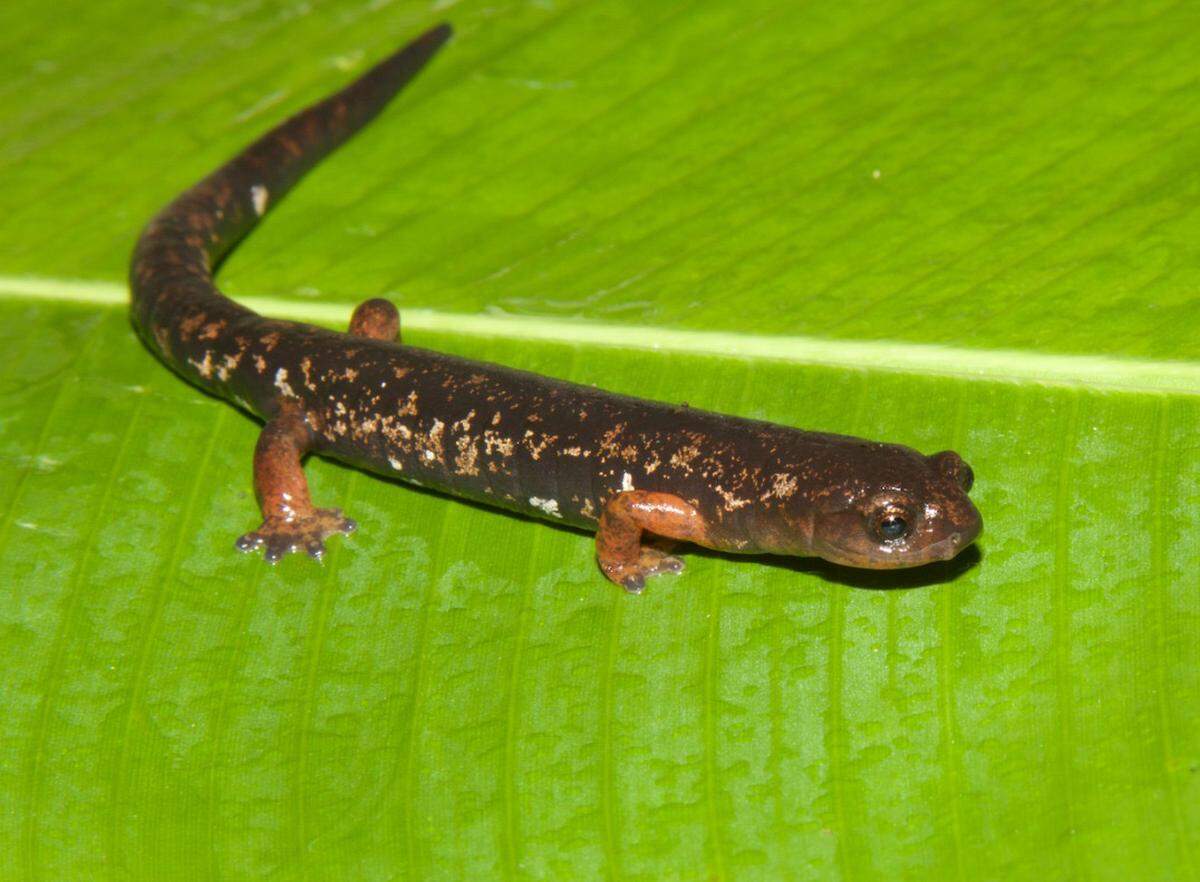 Their dark bodies are dotted with gold and bronze speckles.