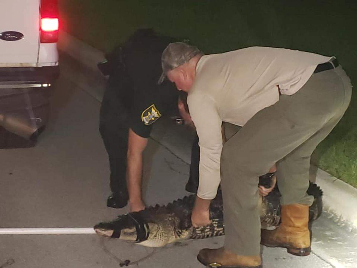 A Martin County deputy worked with gator trapper John Davidson to capture the 8-foot alligator.