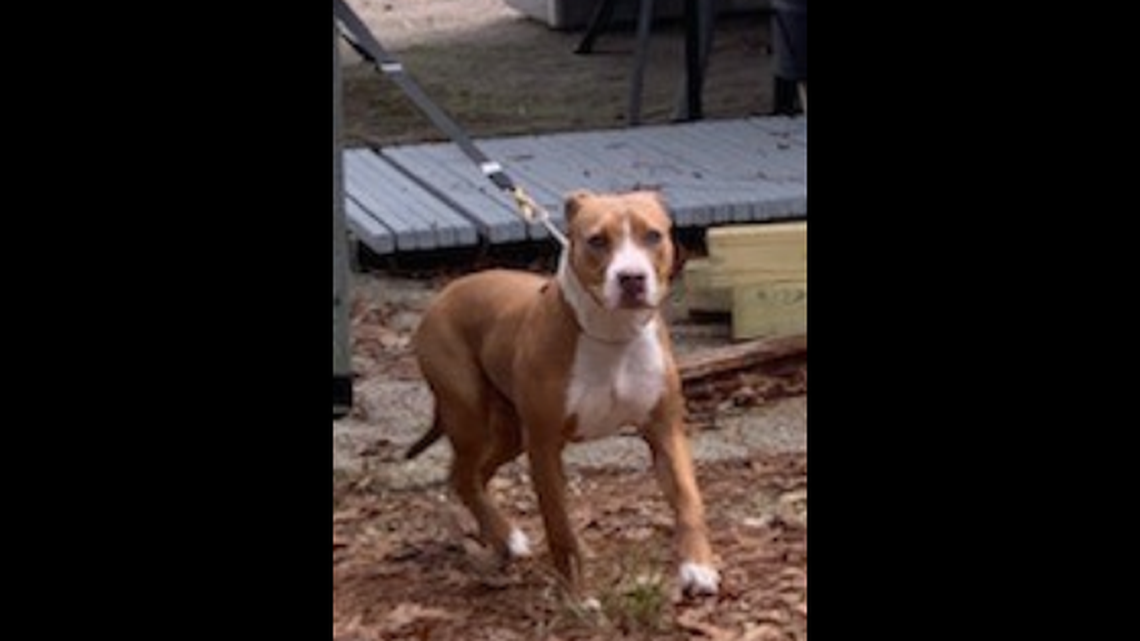 A loyal family dog is being credited with keeping a lost 3 year old safe in Suwannee County, Florida, after he refused to let any strangers near the boy as they wandered Tuesday.