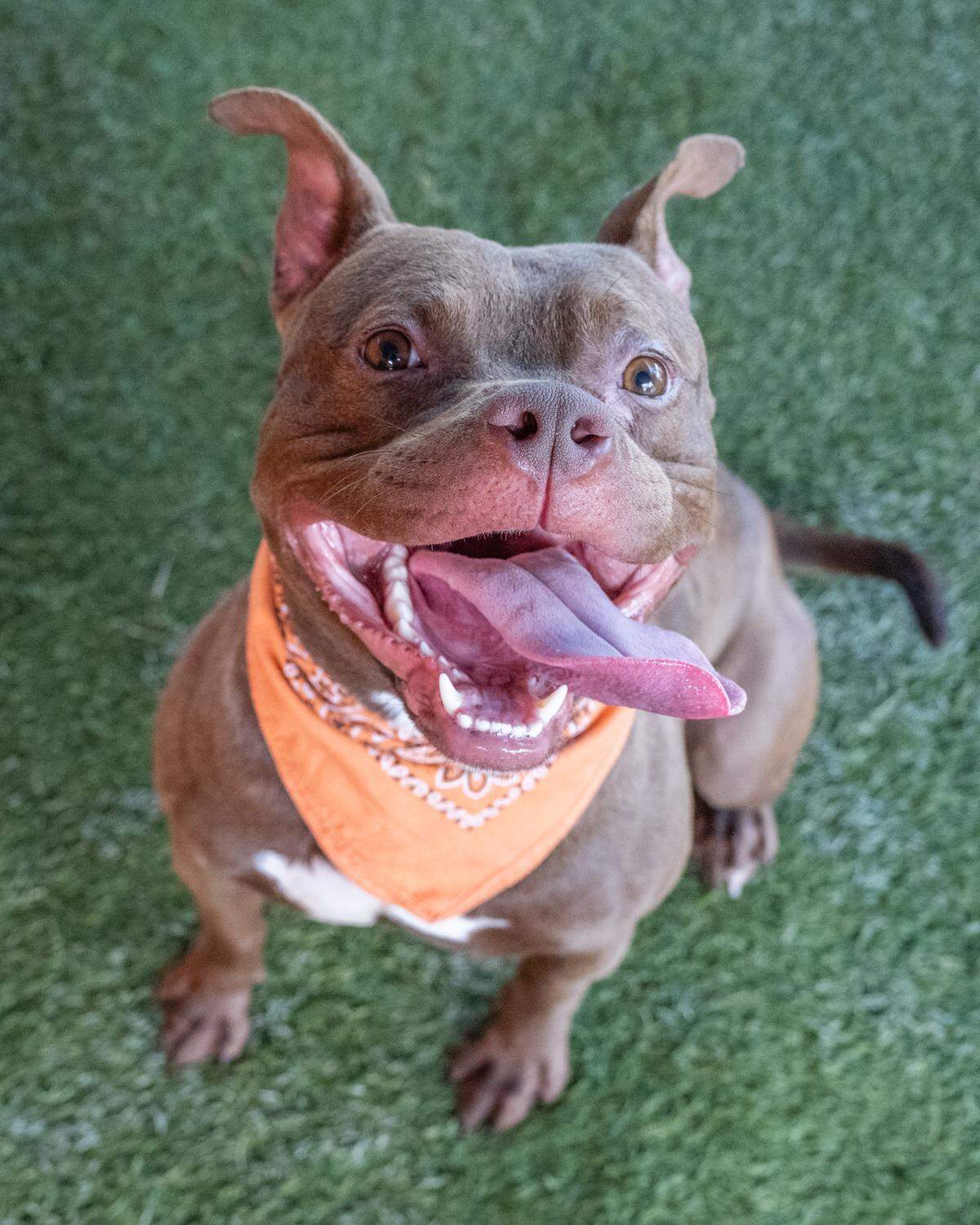 “Meet Mateo A2457365, a 3-year-old dog who came into the shelter in April as a stray with a skin condition. He’s fully recovered now and ready for his forever home! Mateo loves playing with ball toys and is very treat and toy motivated. He has lots of energy and is always ready for an adventure.”