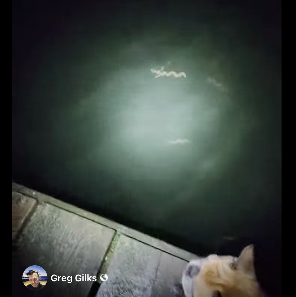 The animals were swarming along the coast.