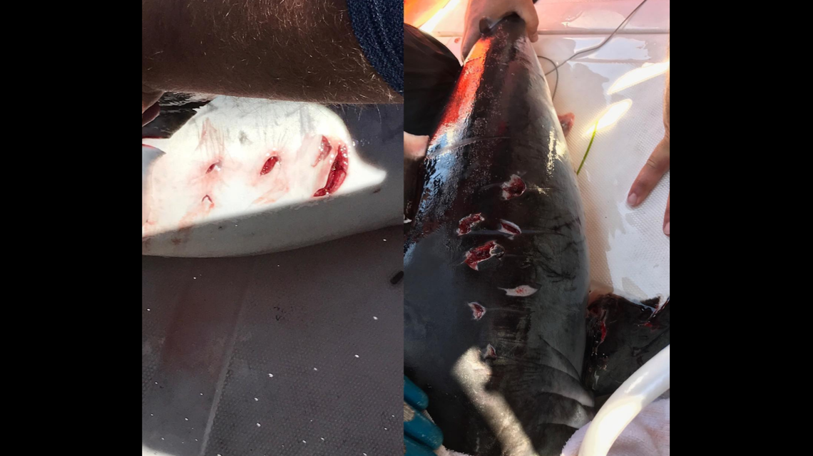 Shark researchers working in the North Atlantic found another example of bite marks on a shark, suggesting the apex predators are attacking each other.