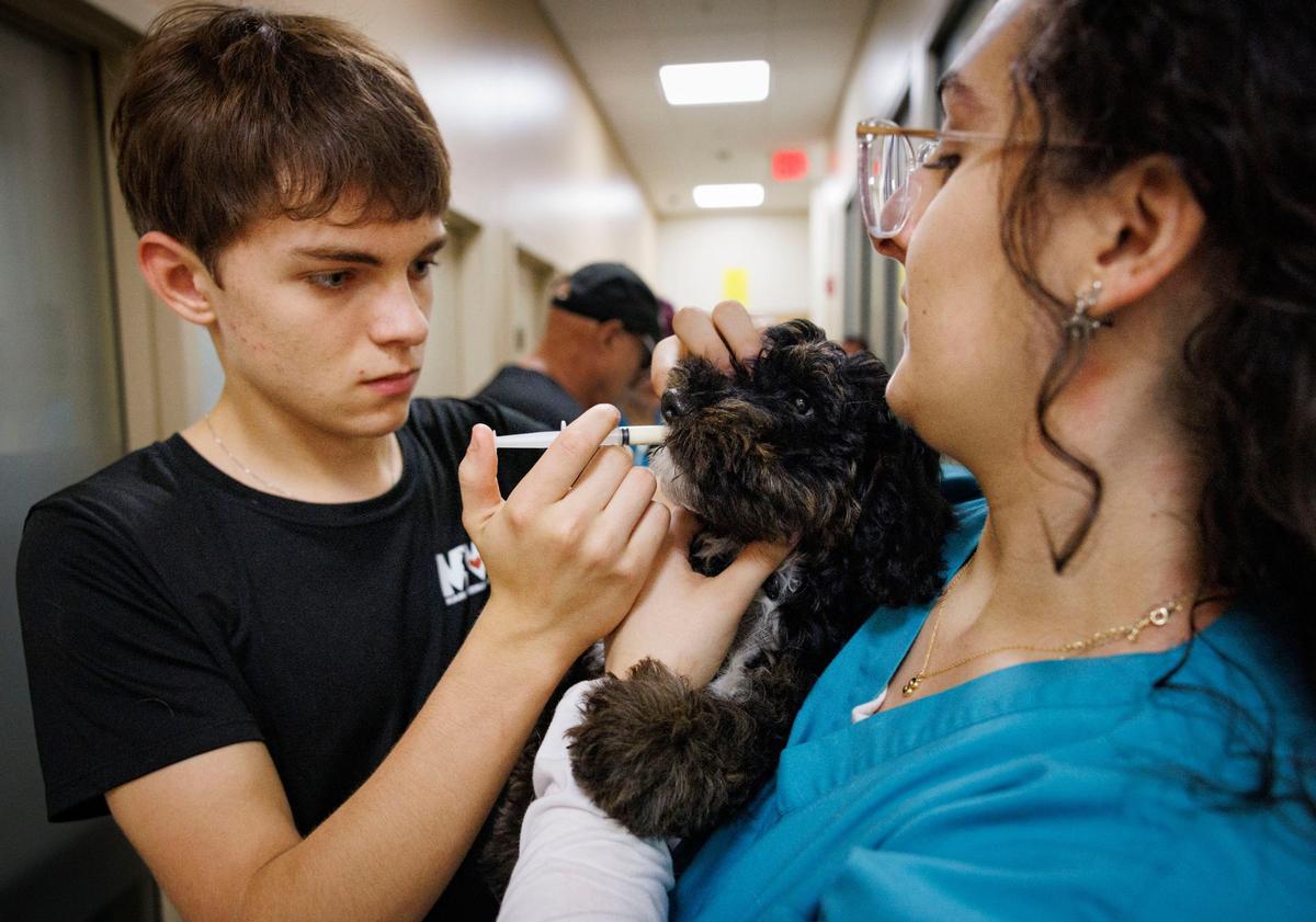Jack Spafford, left, volunteer, gives medicine to a puppy named Bumpy, center, while Sandra Garcia, right, MDC vet tech student, holds him during the Miami Veterinary Foundation free clinic on Sunday, Sept. 15, 2024, at Camillus House in Miami. The Miami Veterinary Foundation holds a free pet clinic once a month for low-income Miami-Dade residents to get their pets vaccinated and get a check-up.