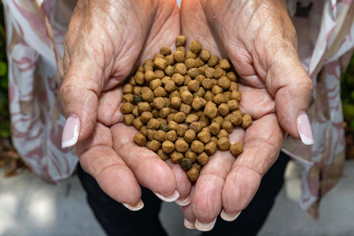 Virginia Dieppa holds cat food outside a Panera near the Lowe’s she frequents to feed a cat colony on Monday, May 19, 2025, in Kendall in Miami-Dade County.