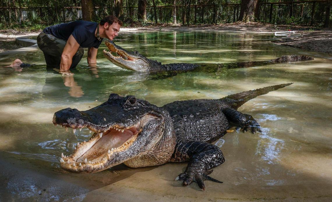 Chris Gillette, in the pond with alligators Big Mac and Bella at Bellowing Acres animal sanctuary in Ocala, Florida on Wednesday, September 18, 2024.