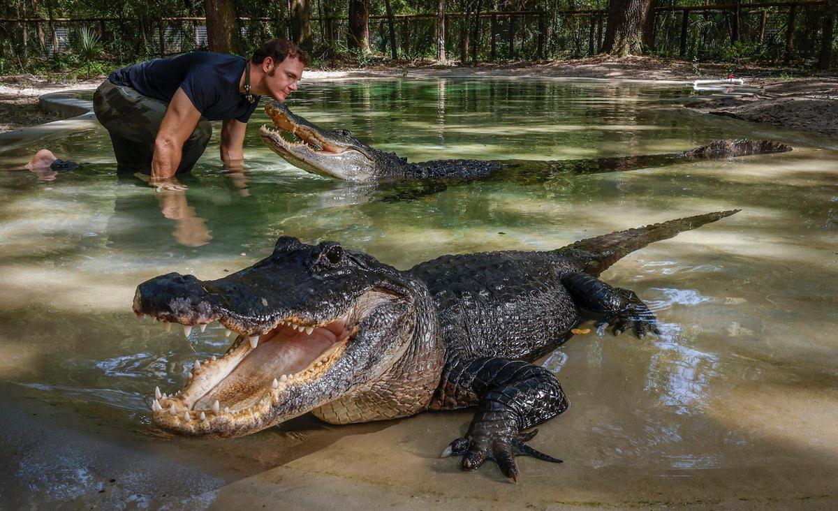 Chris Gillette, in the pond with alligators Big Mac and Bella at Bellowing Acres animal sanctuary in Ocala, Florida on Wednesday, September 18, 2024.
