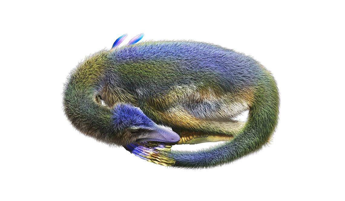 The bones were found in an arrangment that suggested the new species was buried in a sleeping position, researchers said.