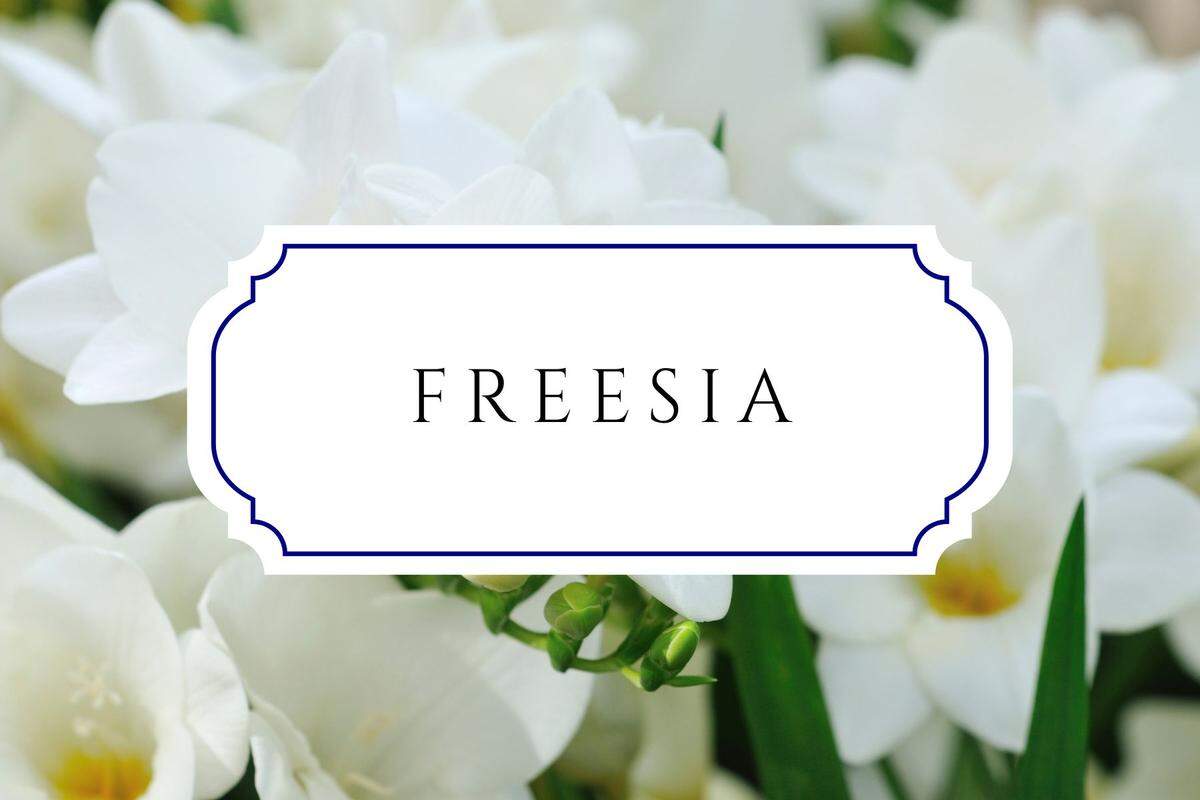 names that mean flower freesia