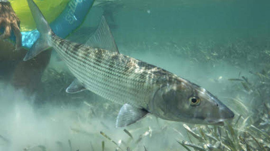 A bonefish swims above seagrass on a South Florida flat. A new study found traces of pharmaceutical medication in dozens of bonefish from Biscayne Bay to the Florida Keys.