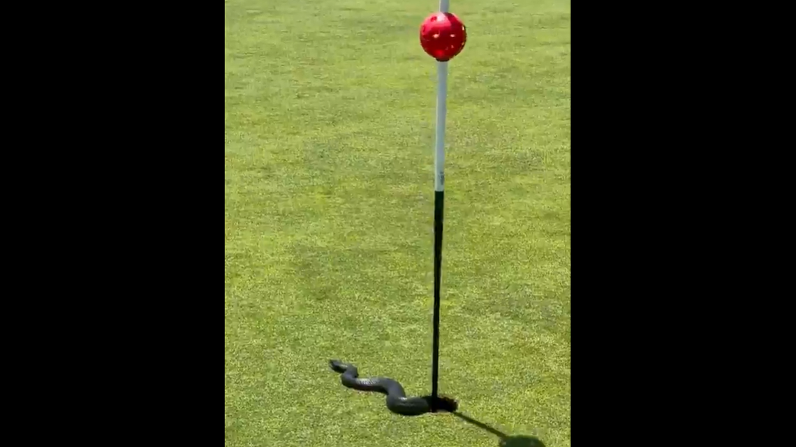 It was identified as a red-bellied black snake, which can grow to 6.5 feet and have ​venom that causes “nausea, vomiting, headache, abdominal pain, diarrhea, sweating ... and red-brown urine.”