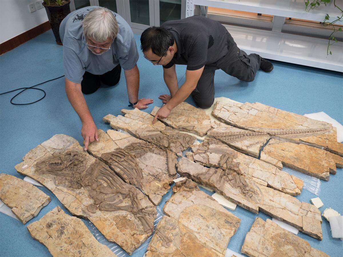 dinosaur fossil new species