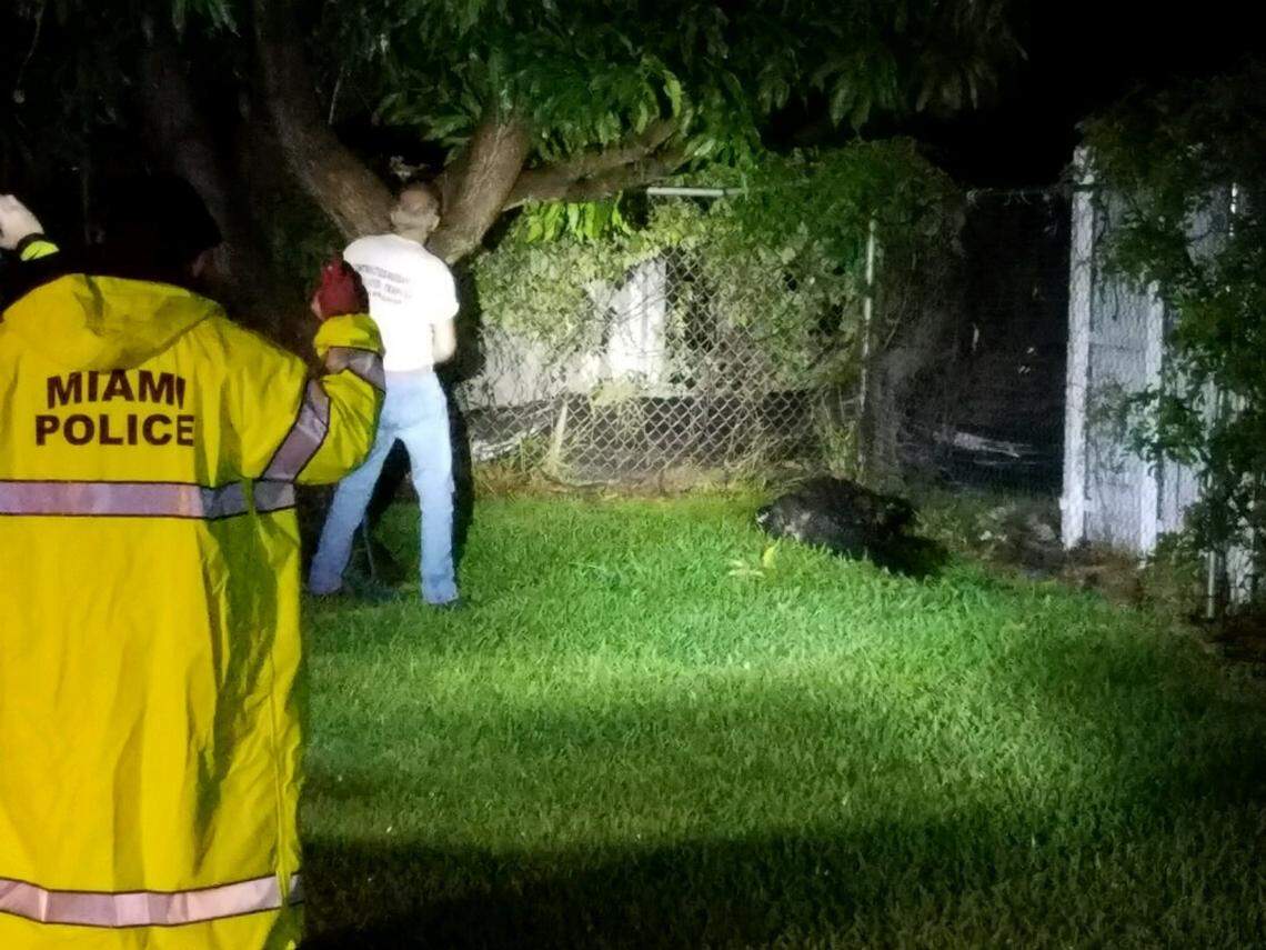 Miami Police, Miami Fire Rescue, and a trapper from the Florida FIsh and Wildlife Conservation Commission work to capture an alligator, estimated to be 11-feet and 600-pounds, that made its way into a Miami neighborhood in the Northwest 13th Street and 37th Avenue area on April 19, 2019.