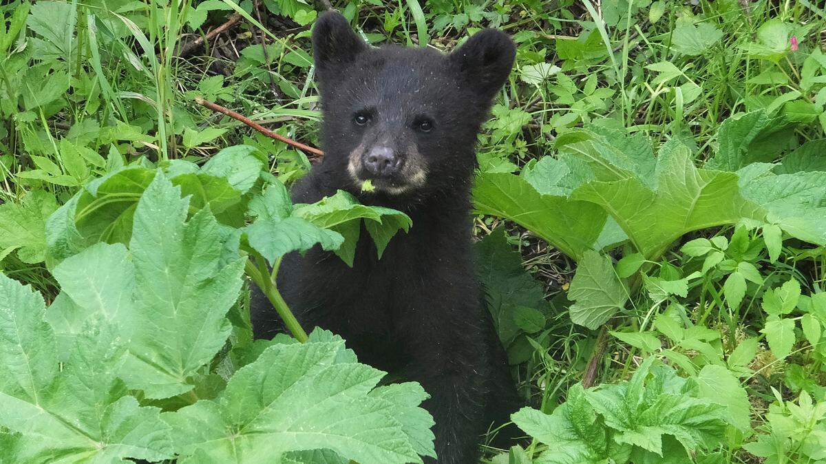 A bear cub was found in a hunter’s truck next to the body of a mother bear they illegally killed outside of bear season in Massachusetts, police said. It is not the bear pictured here.