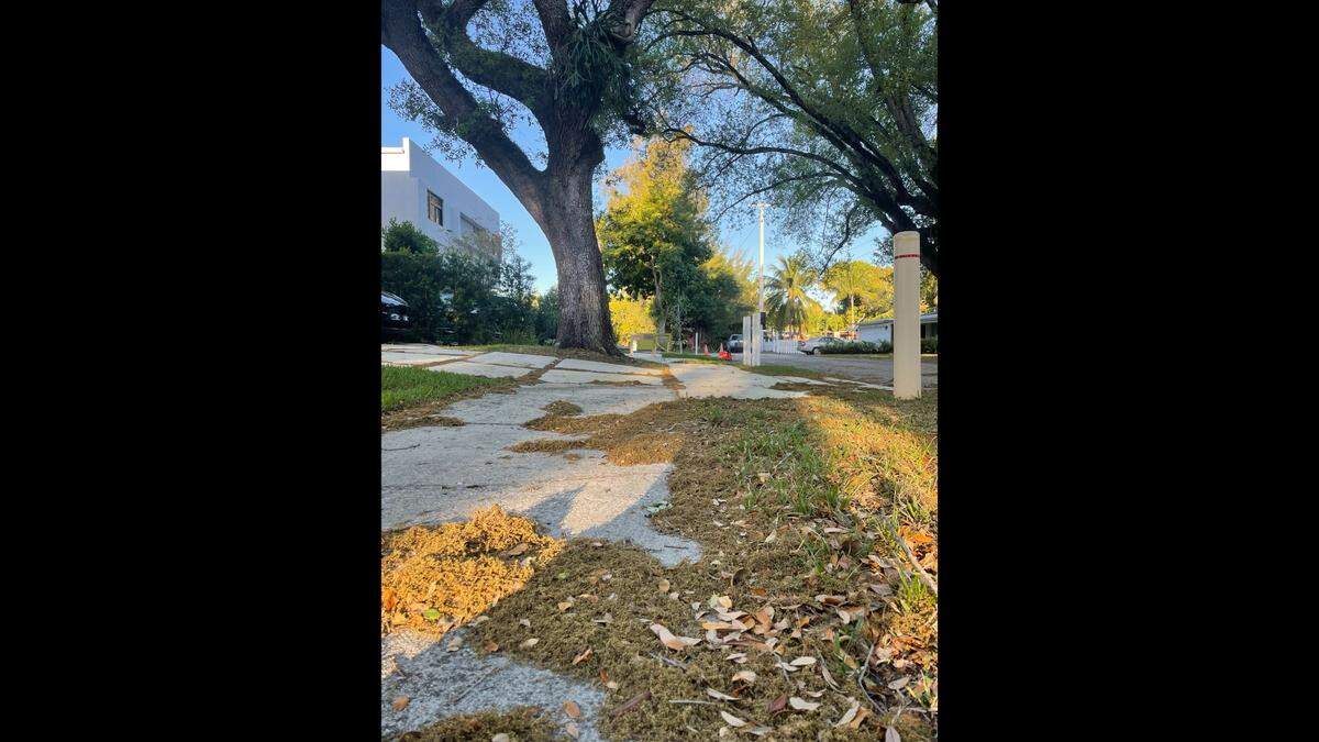 Tree pollen, especially from oak and pine trees, which are common in South Florida, can cause allergies.