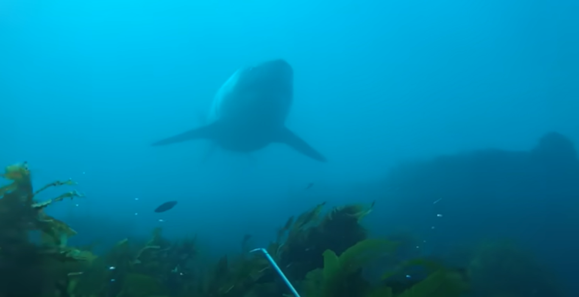 The 12-foot shark swam close enough that Tim Ryan thought he could have reached out and touched it.