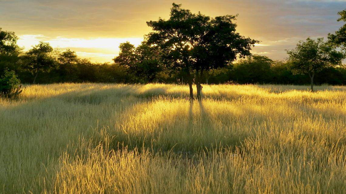In the forested savanna of eastern Brazil, a small bird guards his territory.