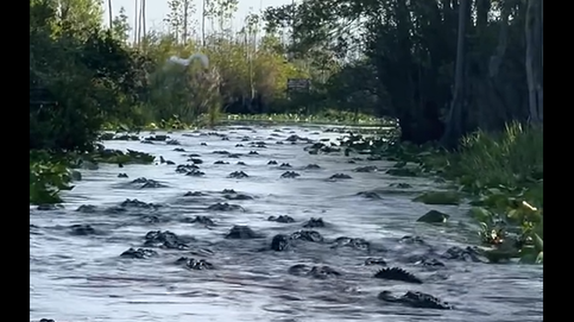 A mysterious congregation of alligators was recorded in Georgia’s Okefenokee Swamp, and researchers are trying to figure out what caused the rarely witnessed occurrence.