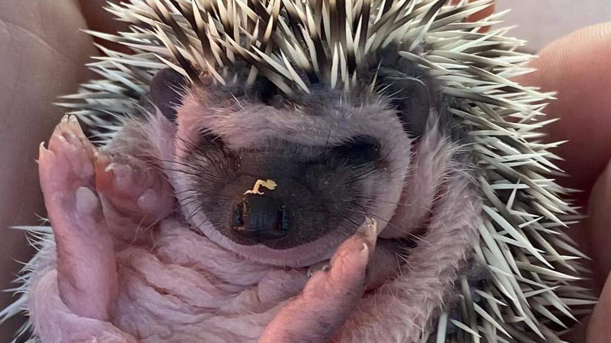 Baby hedgehog at the Keys animal farm.