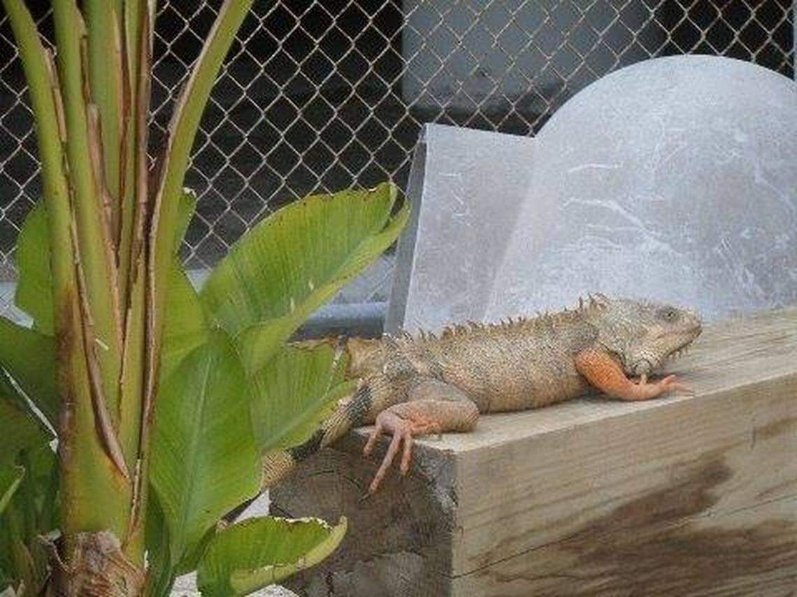 Mojo the iguana was a pet at the Monroe County Sheriff’s Office. An inmate killed him by feeding him to an alligator on Oct. 20, 2019, police said.