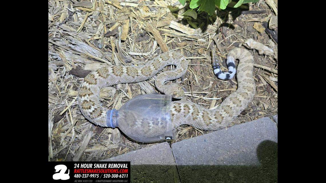 A 2-foot western diamondback rattlesnake was found trapped in a plastic bottle in an Arizona yard, leading to a very unusual rescue, photos show.