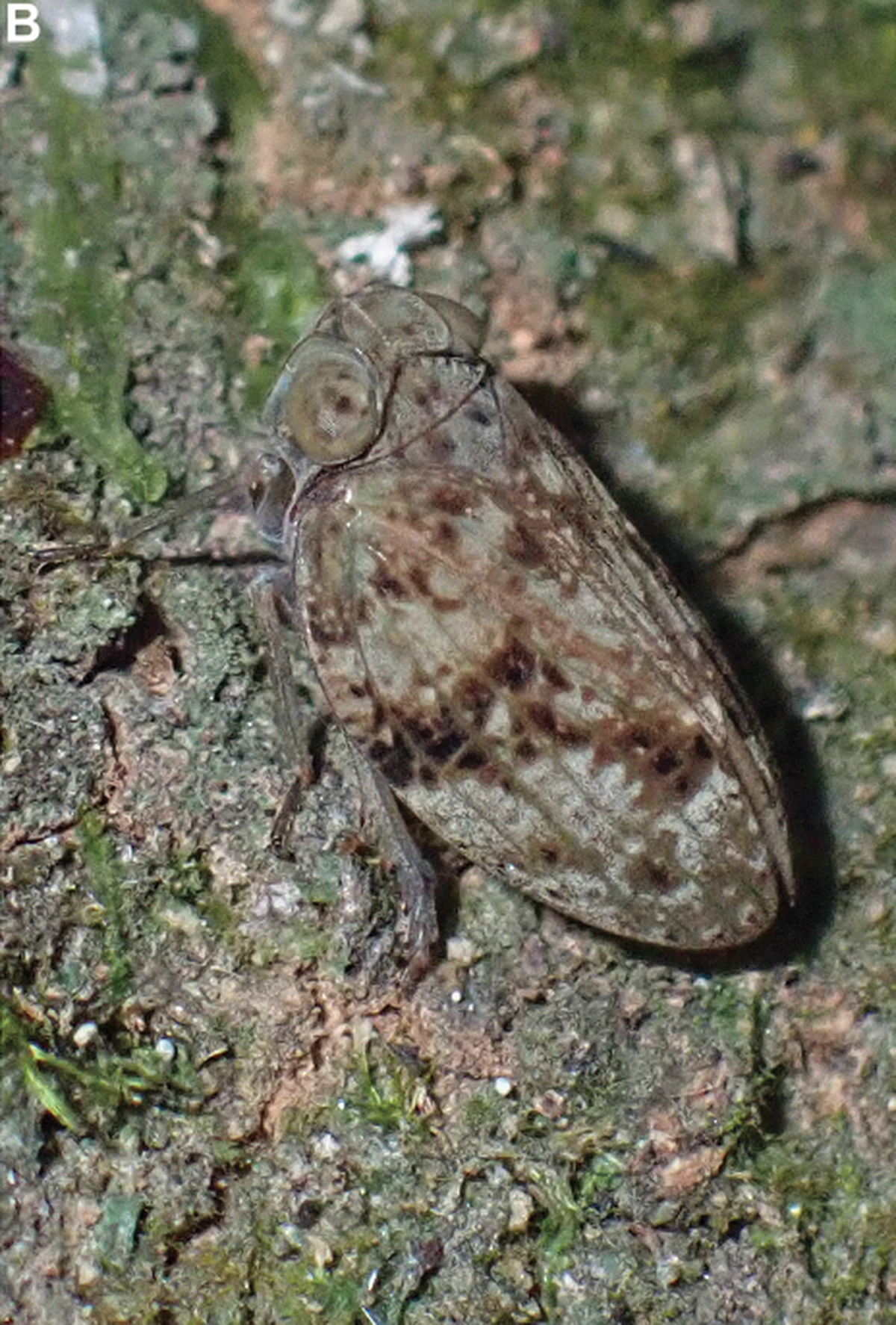 Gelastyrella vuquangensis.