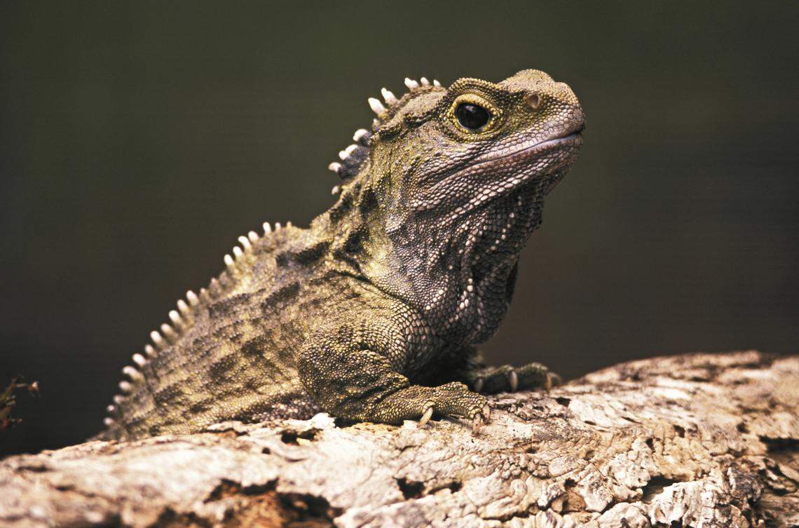 The last living relative of the ancient reptiles are the tuatara, a large lizard native to New Zealand.