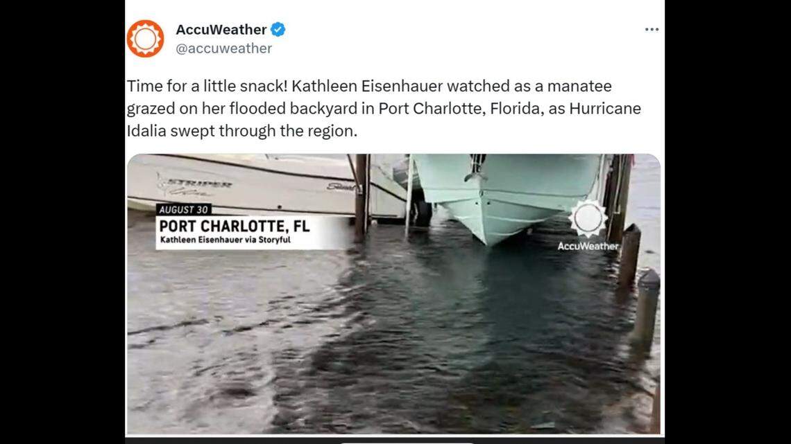 A manatee was captured on camera on munching on grass in a Port Charlotte, Florida, yard that had been flooded by Hurricane Idalia/Accuweather Twitter screenshot