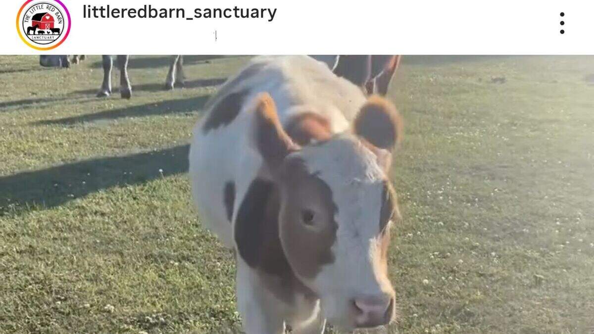 dwarf calf elliot