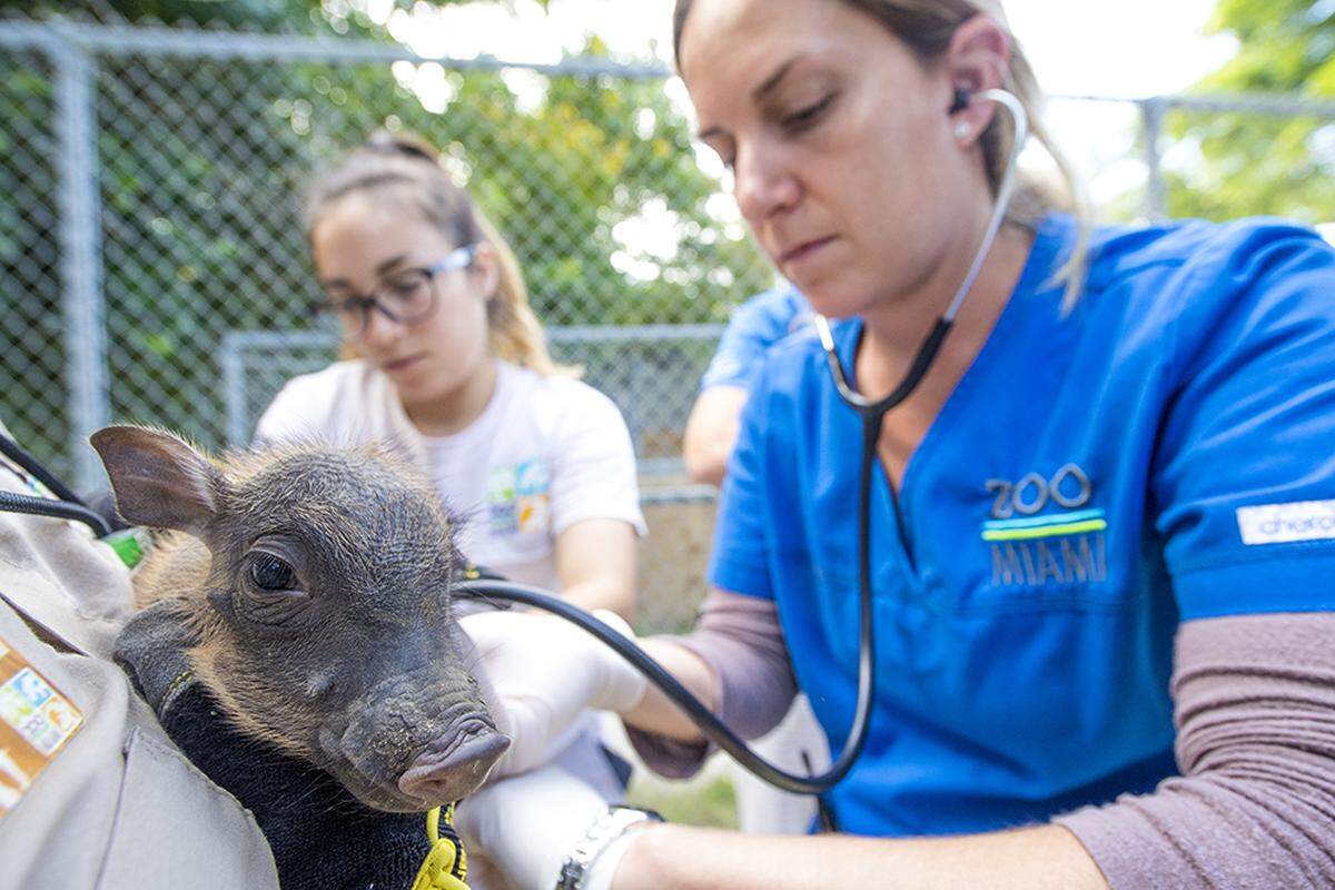 Zoo Miami associate veterinarian, Dr. Marisa Bezjian, listens to the heart of one of the newborn warthogs born Friday at Zoo Miami..