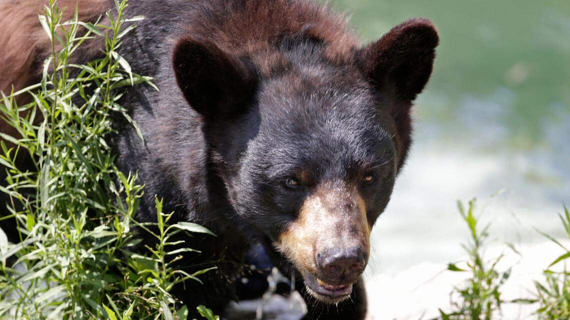 A bear burst into a Wisconsin couple’s home and attacked them, officials say.