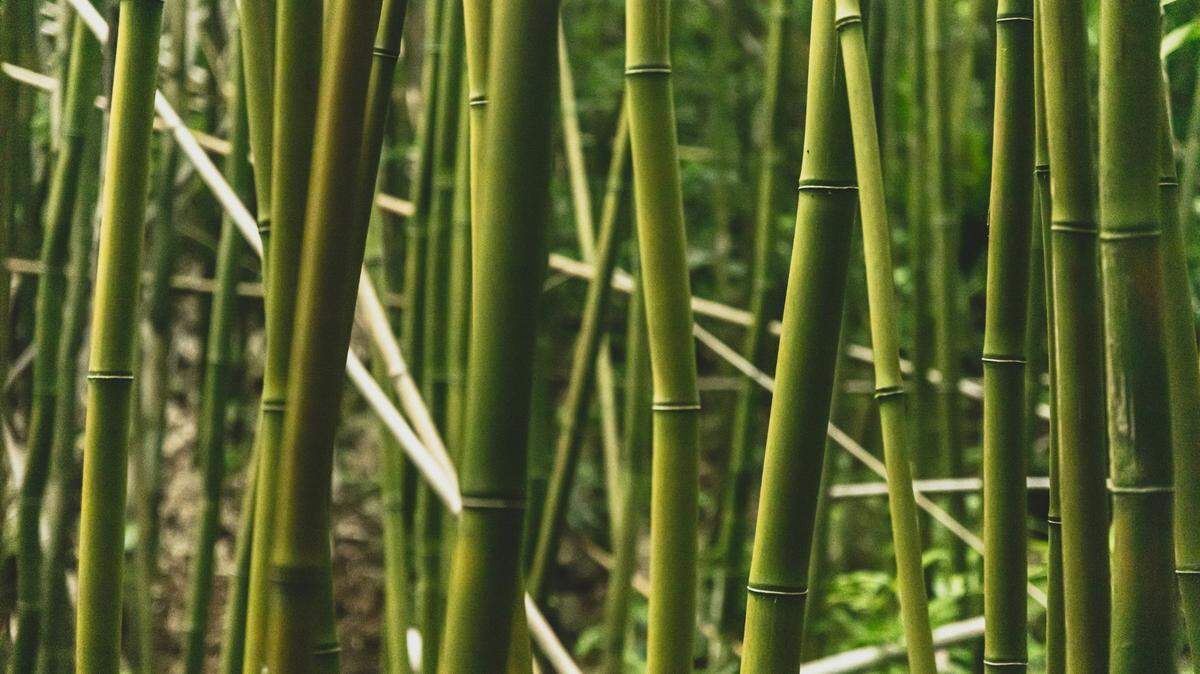 The animal lays eggs in the tiny puddles created on top of broken bamboo, researchers said.