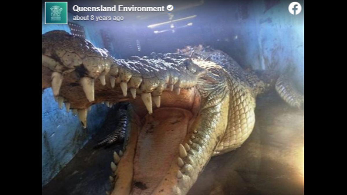 The crocodile suspected in the attack (not pictured) has not been found. Crocodiles can exceed 16 feet in Australia, with a record size of 20 feet, according to the Australian Museum.
