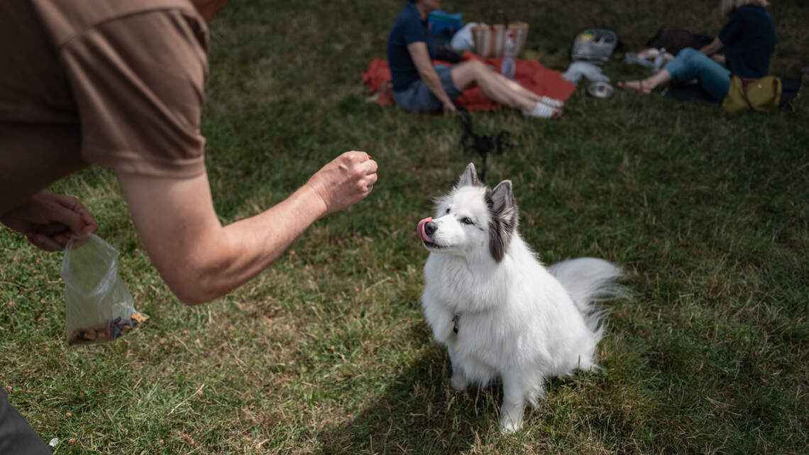 I've been using 'no backyard' as my excuse not to get a dog. At 32, I think I'm done waiting for one
