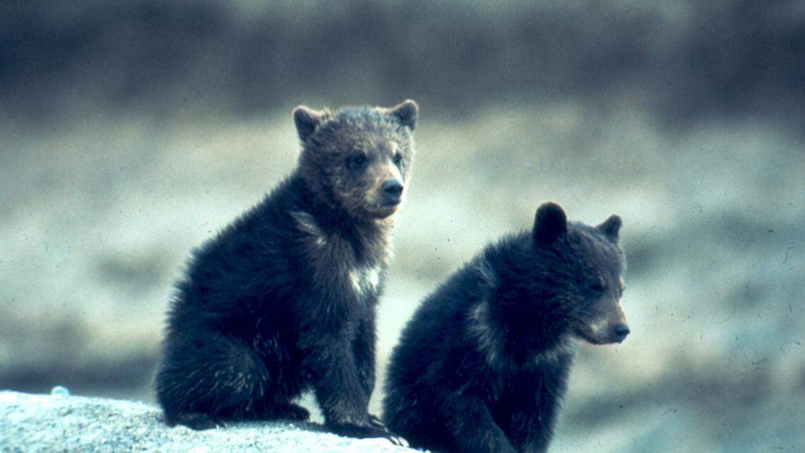 Four black bears, including two cubs, were killed by Alaska Department of Fish and Game employees. The bears were not the ones pictured.