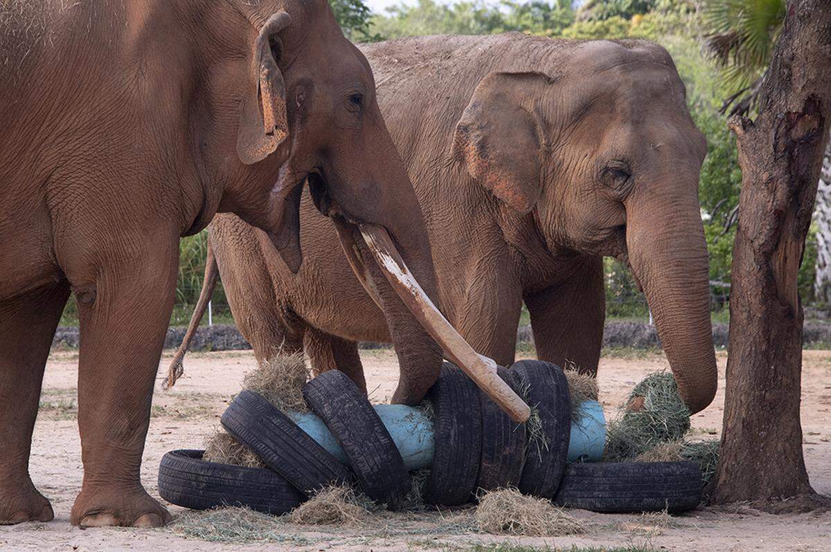 “Hey look, I found the good stuff in this sushi roll,” one of Zoo Miami’s Asian elephants seems to be saying to the other as the pair digs into treats hidden in an elephant-sized “sushi roll” as part of the Kendall attraction’s Earth Day week of events on April 21, 2022.