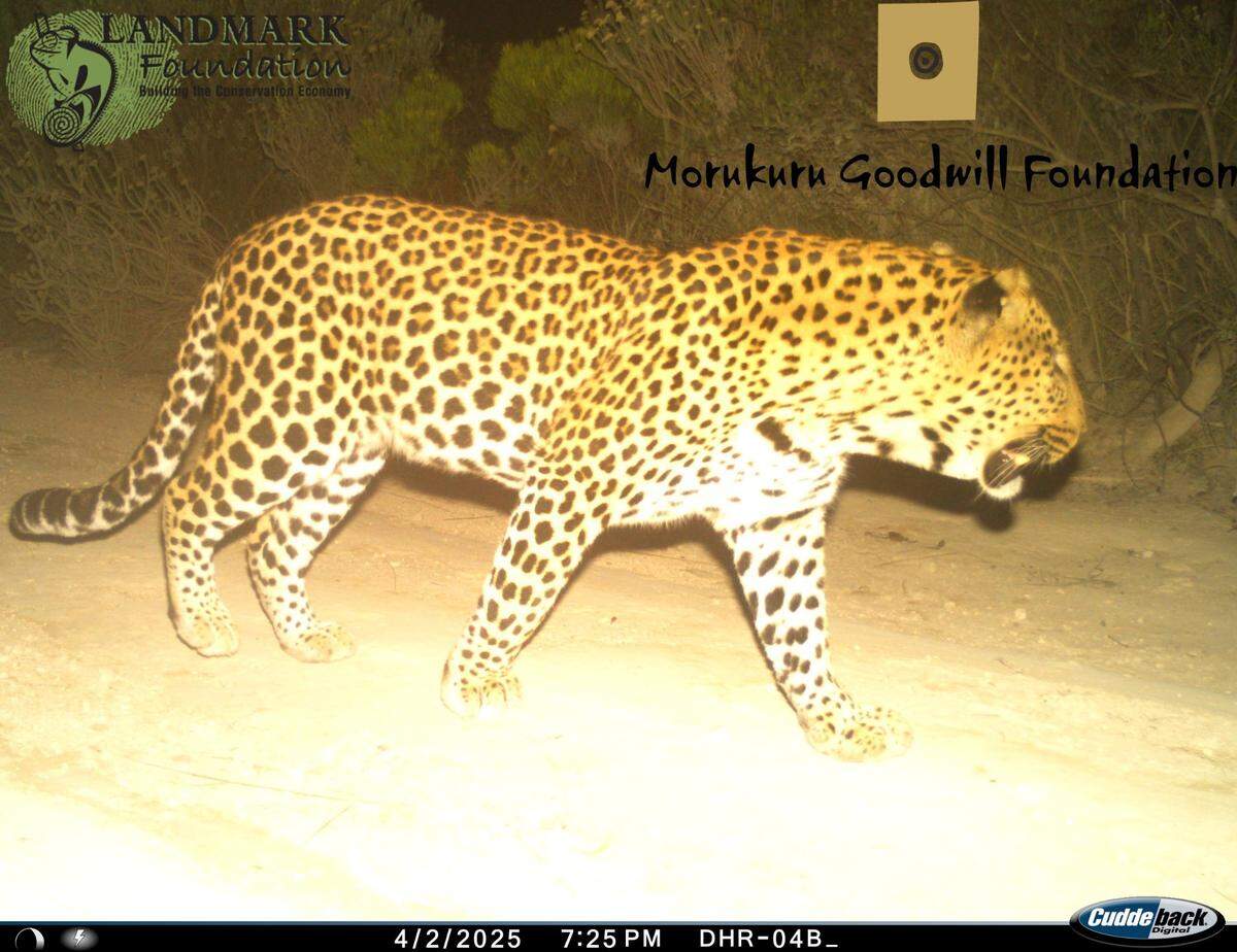 The camera traps collective thousands of images over 50 days, including photos of leopards.