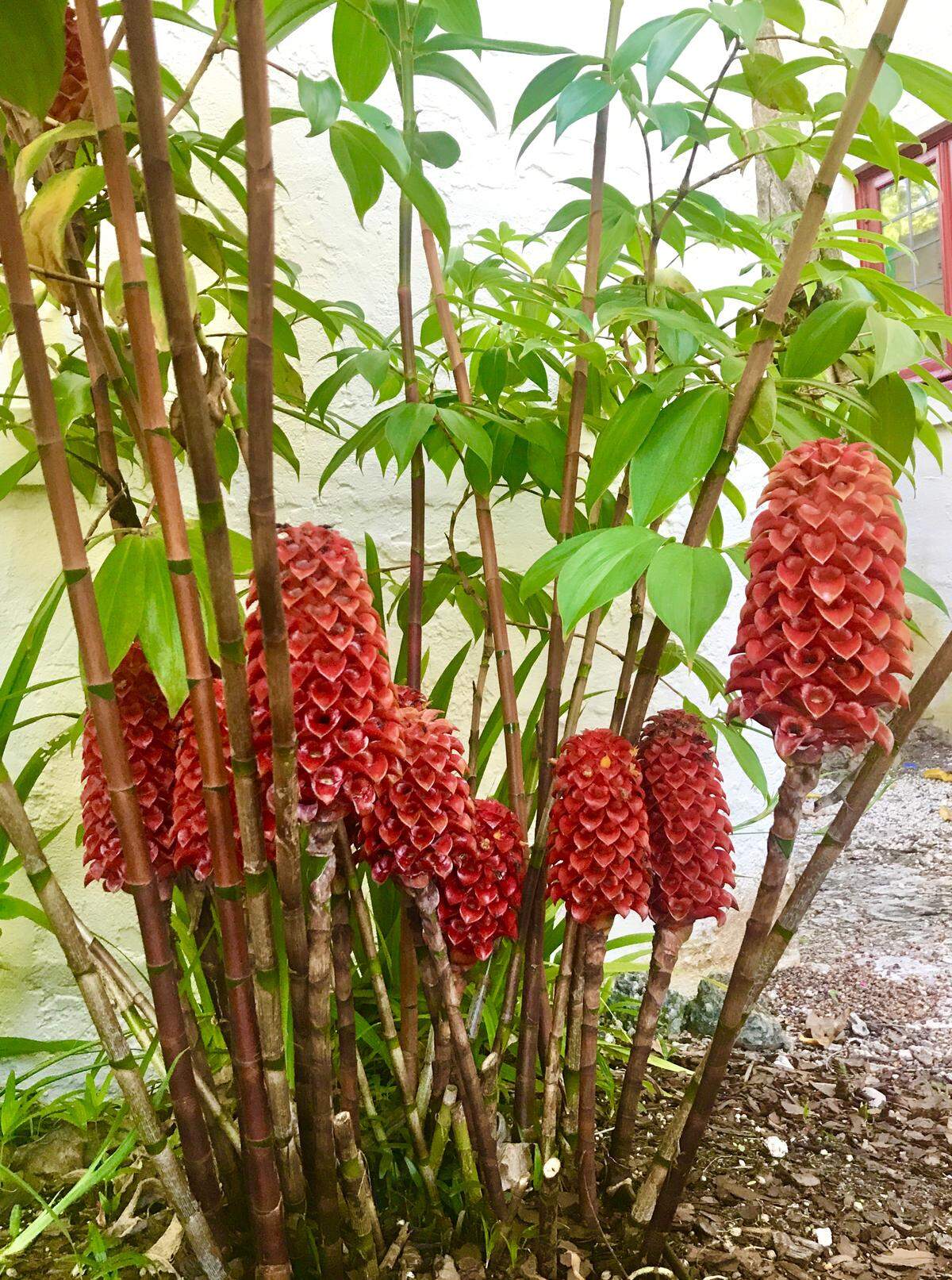 It’s time to give pineapple gingers another try in South Florida gardens. Winters are noticeably warmer than just a decade ago, so we can now consider more cold-sensitive, ultra-tropical plants.