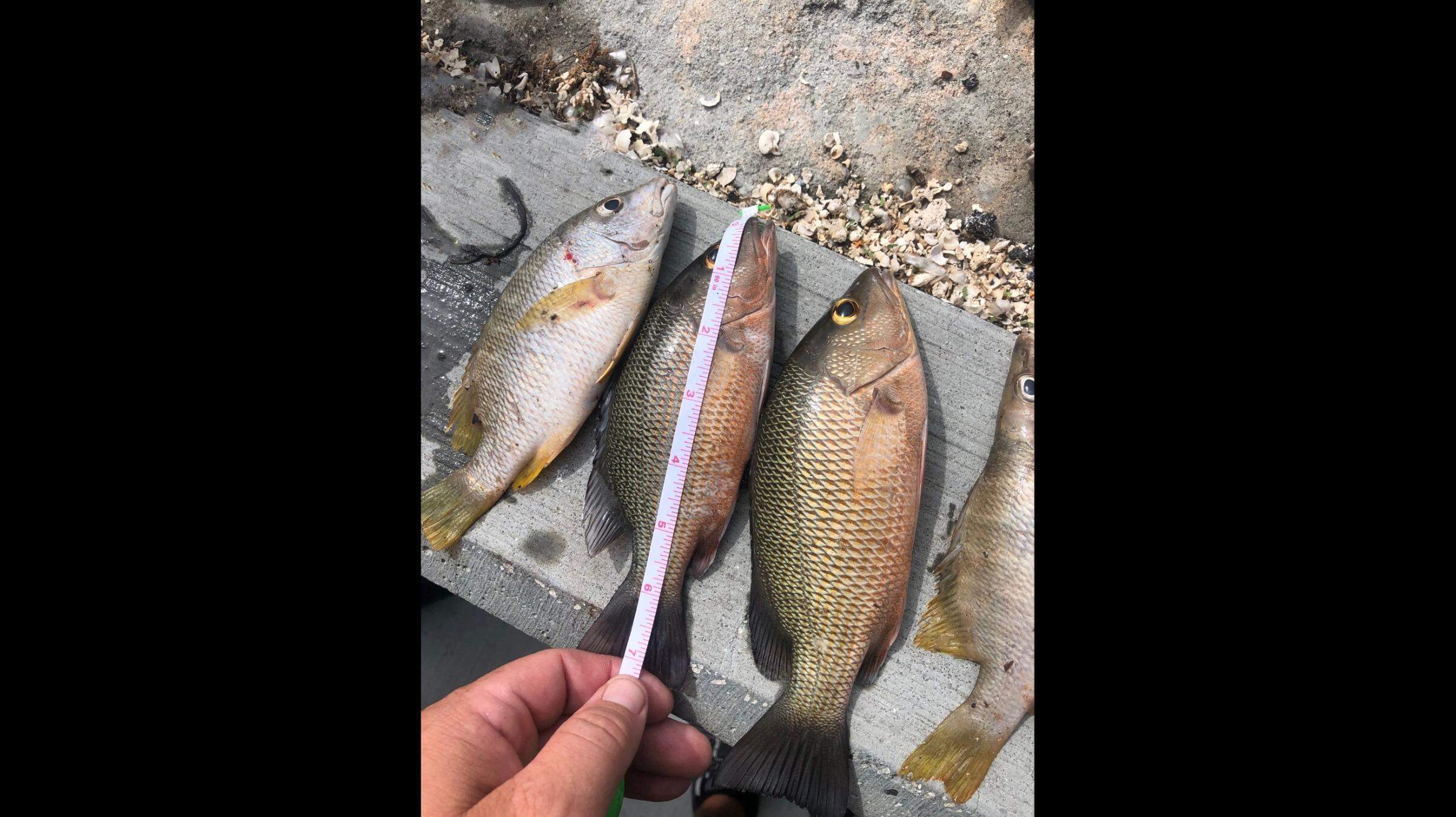 Miami, Hialeah and Miramar men cited in the Keys for small fish, sheriff’s office says