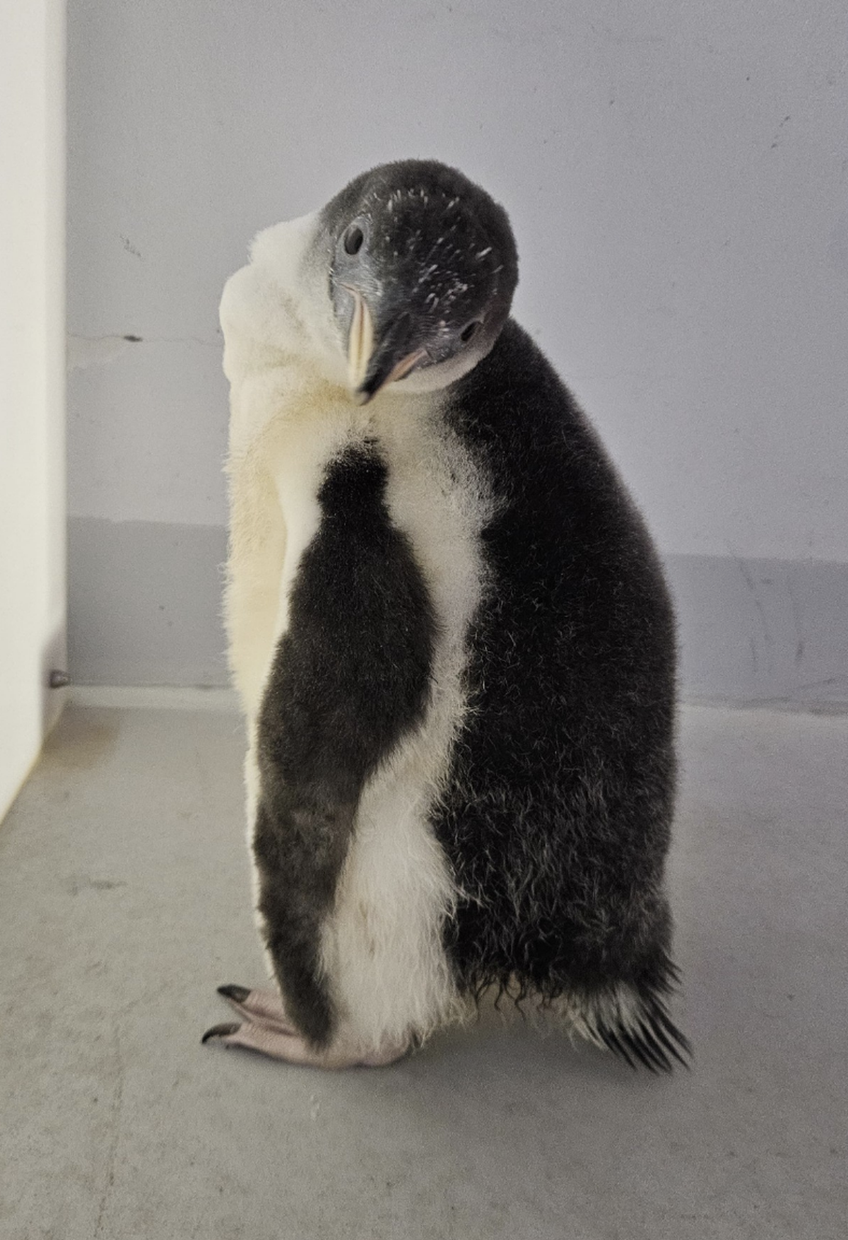 Gentoo penguins were born at “Bird Paradise” for the first time.