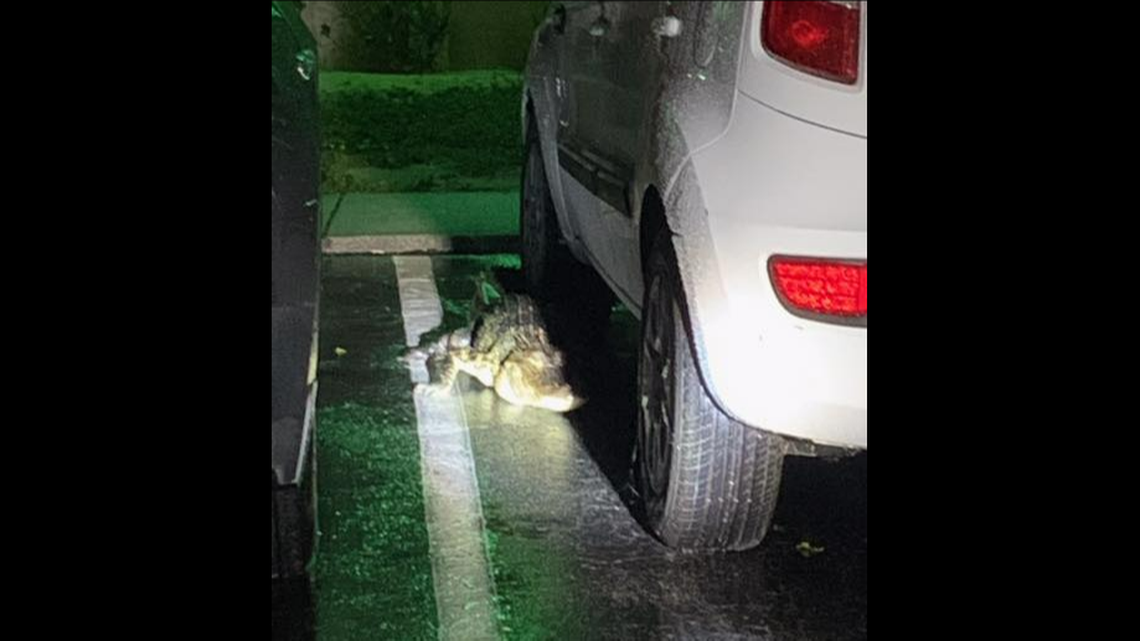 A predawn battle of man vs reptile was staged in an Florida parking lot over the weekend, after a family discovered a 6-foot alligator hiding on their car.