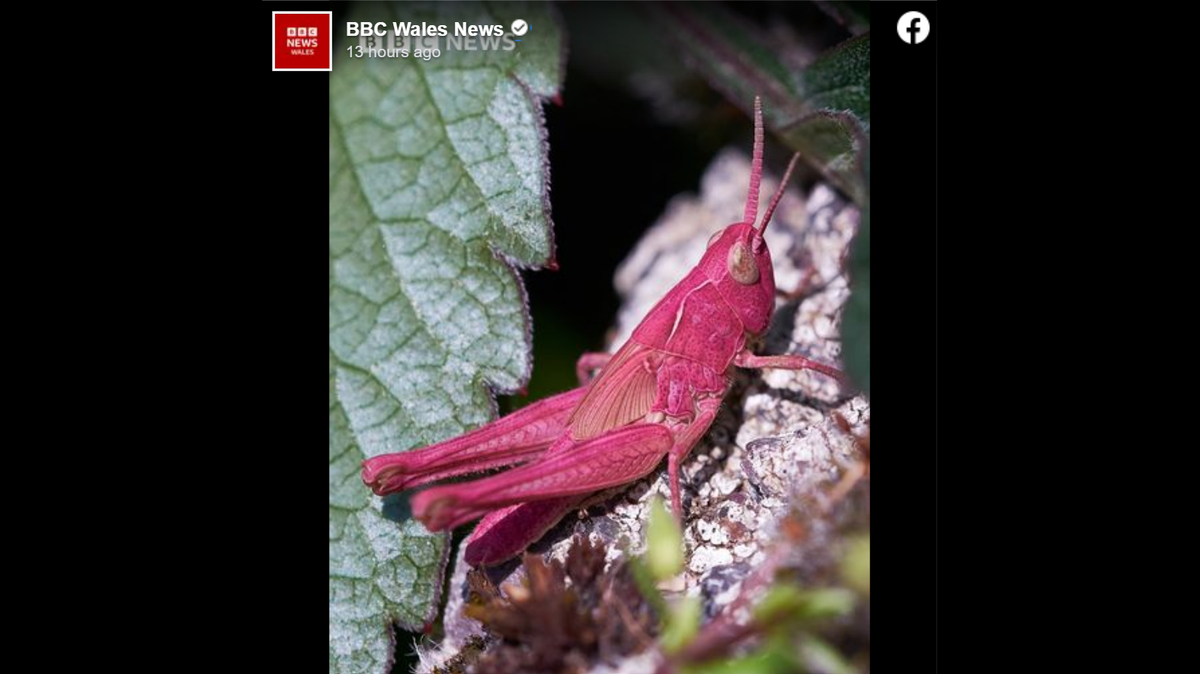 A man working in his garden in Llandegfan, Wales, spotted a rare pink grasshopper whose “vivid color” was caused by a genetic mutation, photos show.