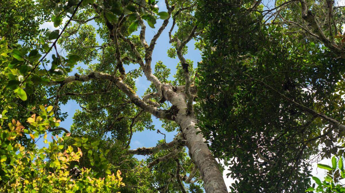 In the mountain forests of northern Madagascar, a small animal blends in to its surroundings.