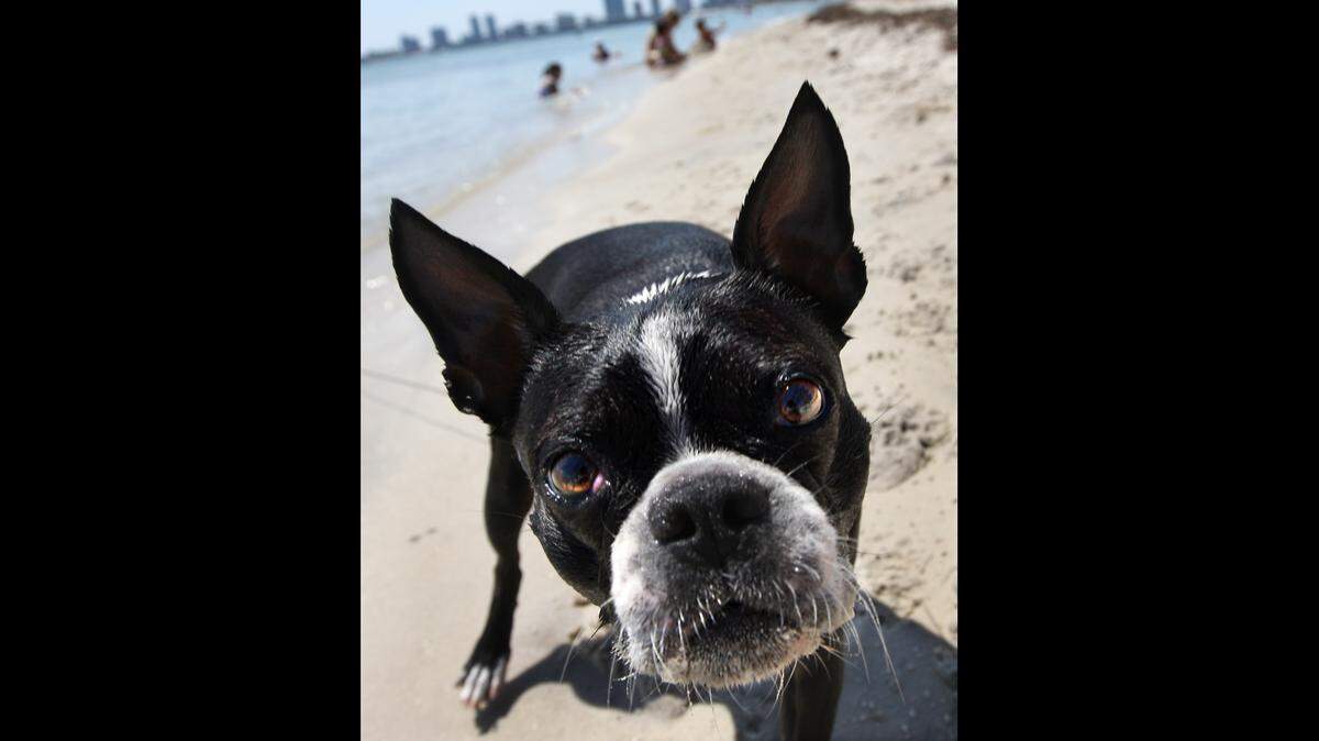 Advisory for high poop levels at Dog Beach Rickenbacker Causeway has been lifted.