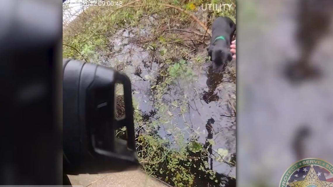 A dog was stranded near the Paynes Prairie Preserve State Park in Gainesville. Florida. 