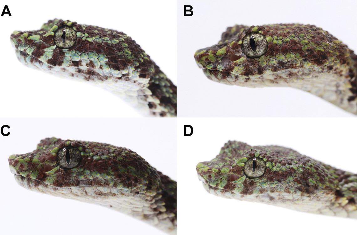 A close-up view of the scaly “eyelashes” of several Trimeresurus ciliaris, or limestone eyelash pitvipers.