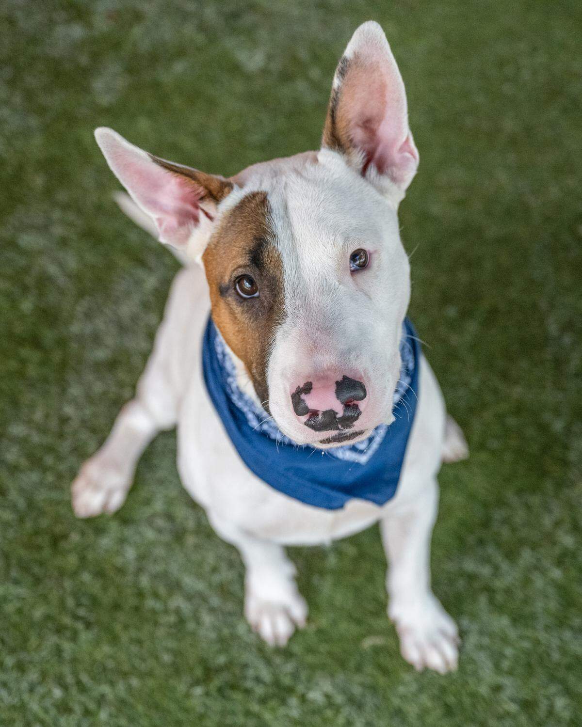 “Introducing Charlie A2474200, a young pup that’s looking for a new home. He’s got a lot of energy and loves to play, so he’d be perfect for someone who’s active and wants a furry companion to join them on adventures. Charlie is also a treat lover and is extremely friendly with people. He knows how to sit too!”