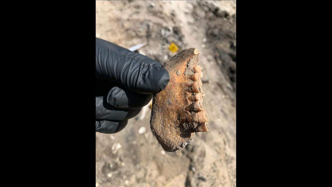 The remains — including a lower jaw — were found April 12, at a worksite in Fernandina Beach, according to the Nassau County Sheriff’s Office.