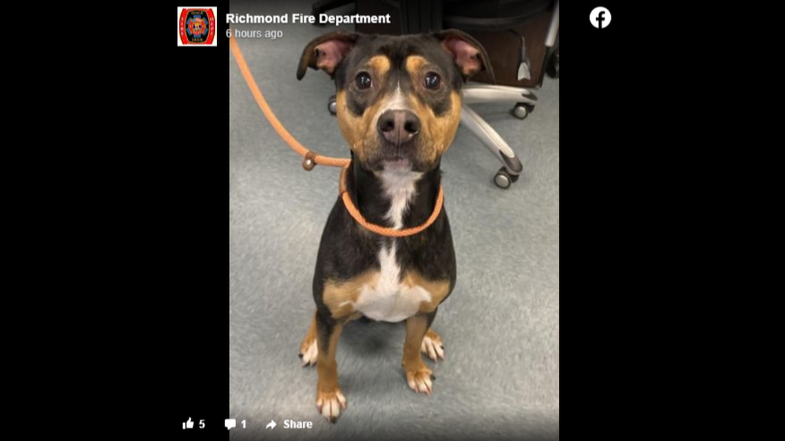 The dog, now named Michelangelo, was up to his neck in mud and water while stuck in the drain.